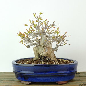 ~   12cm  Acer JGf gt JGf t Ϗܗp i i