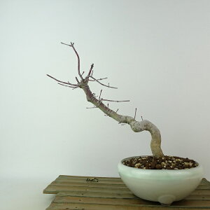 ~ gt  19cm ݂ Acer palmatum ~W JGf t Ϗܗp i i 