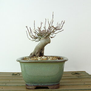 ~ gt P  10cm ݂ Acer palmatum ~W JGf t Ϗܗp i i 