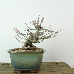 ~ gt P  11cm ݂ Acer palmatum ~W JGf t Ϗܗp i i