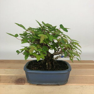 ~   12cm  Acer JGf gt JGf t Ϗܗp i i
