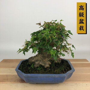 ~   14cm  ~ Acer JGf gt JGf t Ϗܗp i