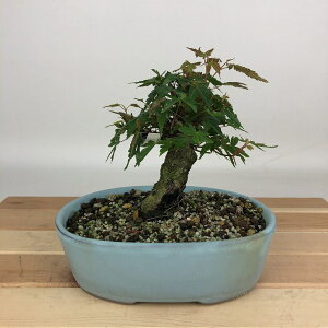 ~ gt  12cm ݂ Acer palmatum ~W JGf t Ϗܗp i i 
