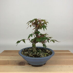 ~ gt  15cm ݂ Acer palmatum ~W JGf t Ϗܗp i i 