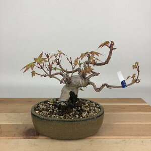 ~ gt  12cm ݂ Acer palmatum ~W JGf t Ϗܗp i i 
