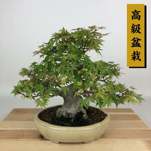 ~ gt  21cm ݂ ~ Acer palmatum ~W JGf t Ϗܗp i