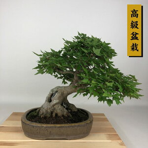 ~   28cm  ~ Acer JGf gt Εt JGf t Ϗܗp i