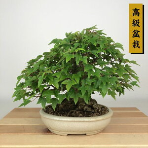 ~   18cm  ~ Acer JGf gt JGf t Ϗܗp i i