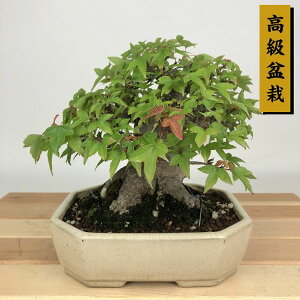 ~   14cm  ~ Acer JGf gt JGf t Ϗܗp i i