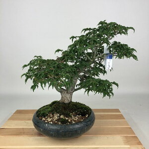 ~ gt q  25cm ݂ Acer palmatum ~W VVKV JGf t Ϗܗp i