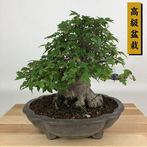 ~   19cm  ~ Acer JGf gt JGf t Ϗܗp i i