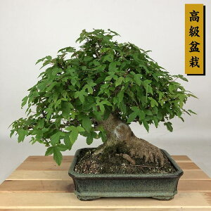 ~   22cm  ~ Acer JGf gt JGf t Ϗܗp i