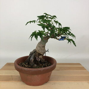 ~ gt q  16cm ݂ Acer palmatum ~W VVKV JGf t Ϗܗp i i 
