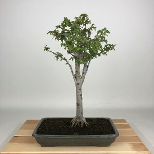 ~   34cm  Acer JGf gt JGf t Ϗܗp i