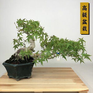~ gt  20cm ݂ ~ Acer palmatum ~W JGf t Ϗܗp i i