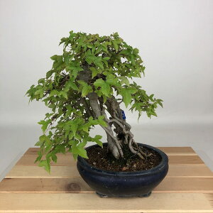 ~   20cm  Acer JGf gt JGf t ӏܗp Ϗܗp i i