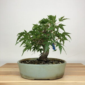 ~ gt  16cm ݂ Acer palmatum ~W JGf t ӏܗp Ϗܗp i i 
