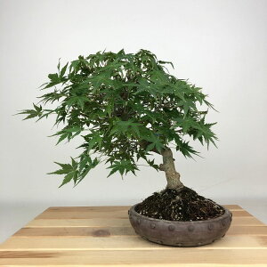 ~ gt  24cm ݂ Acer palmatum ~W JGf t ӏܗp Ϗܗp i 
