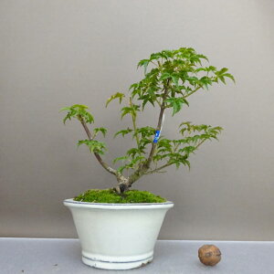 ~ gt q  16.5cm ݂ Acer palmatum ~W JGf t ӏܗp Ϗܗp i i 