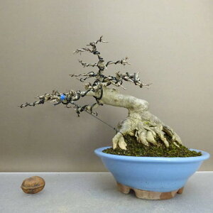 ~   16.5cm  Acer JGf gt JGf t ӏܗp Ϗܗp i i