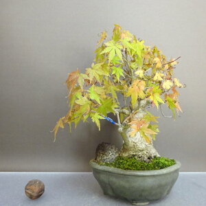 ~ gt  18.5cm ݂ Acer palmatum ~W JGf t ӏܗp Ϗܗp i i