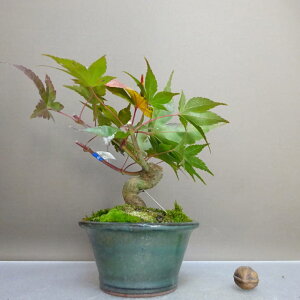 ~ gt g璹  12cm ݂ Acer palmatum ~W JGf t ӏܗp Ϗܗp i