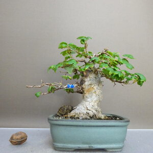 ~   15cm  Acer JGf gt JGf t ӏܗp Ϗܗp i i