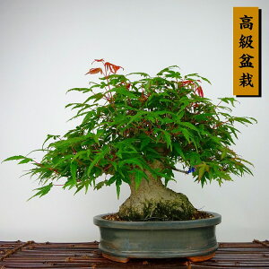 ~ gt  21cm ݂ ~ Acer palmatum ~W JGf t Ϗܗp i 
