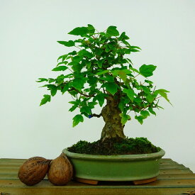 盆栽 楓 樹高 約16cm かえで Acer カエデ 紅葉 カエデ科 落葉樹 観賞用 小品 現品