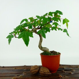 盆栽 楓 樹高 約15cm かえで Acer カエデ 紅葉 カエデ科 落葉樹 観賞用 小品 現品