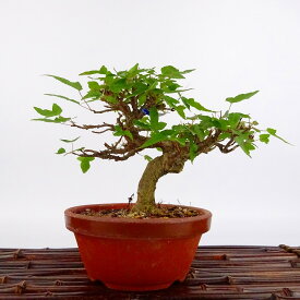 盆栽 楓 樹高 約11cm かえで Acer カエデ 紅葉 カエデ科 落葉樹 観賞用 小品 現品