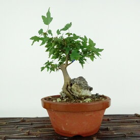 盆栽 楓 樹高 約14cm かえで Acer カエデ 紅葉 石付き カエデ科 落葉樹 観賞用 小品 現品
