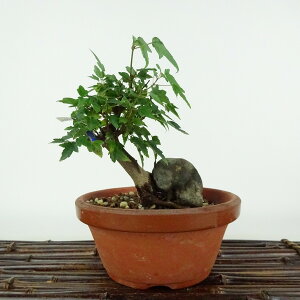 盆栽 楓 樹高 約12cm かえで Acer カエデ 紅葉 石付き カエデ科 落葉樹 観賞用 小品 現品