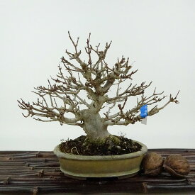 盆栽 楓 樹高 約14cm かえで Acer カエデ 紅葉 カエデ科 落葉樹 観賞用 小品 現品