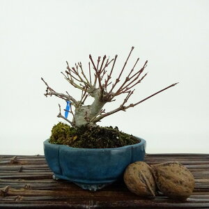 ~ gt  9cm ݂ Acer palmatum ~W JGf t Ϗܗp i i 