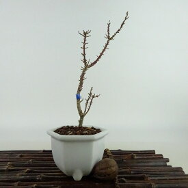 盆栽 紅葉 琴姫 樹高 約18cm もみじ Acer palmatum モミジ カエデ科 落葉樹 観賞用 小品 現品