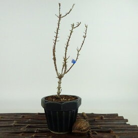 盆栽 紅葉 琴姫 樹高 約19cm もみじ Acer palmatum モミジ カエデ科 落葉樹 観賞用 小品 現品