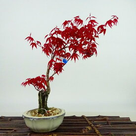 盆栽 紅葉 出猩々 樹高 約21cm もみじ Acer palmatum モミジ カエデ科 落葉樹 観賞用 現品 送料無料