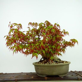 盆栽 紅葉 樹高 約19cm もみじ Acer palmatum モミジ カエデ科 落葉樹 観賞用 小品 現品