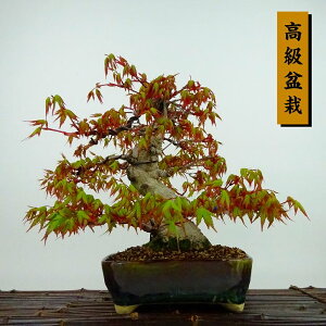 ~ gt  21cm ݂ ~ Acer palmatum ~W JGf t Ϗܗp i