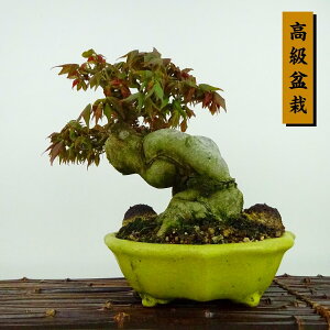 ~   21cm  ~ Acer JGf gt JGf t Ϗܗp i