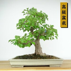 ~  {l  50cm  ~ Acer JGf gt JGf t Ϗܗp i
