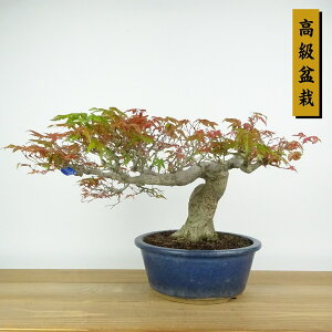 ~ gt  23cm ݂ ~ Acer palmatum ~W JGf t Ϗܗp i