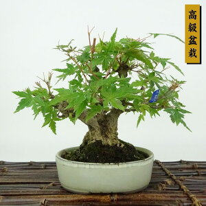 ~ gt  13cm ݂ ~ Acer palmatum ~W JGf t Ϗܗp i i