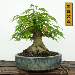 ~ gt  18cm ݂ ~ Acer palmatum ~W JGf t Ϗܗp i i