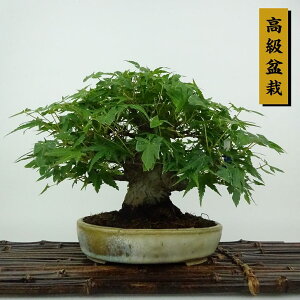 ~ gt  15cm ݂ ~ Acer palmatum ~W JGf t Ϗܗp i i