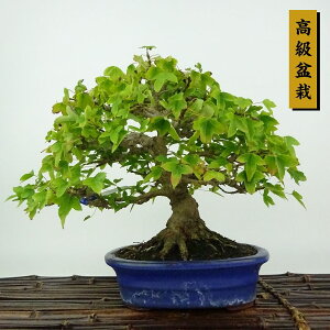 ~   17cm  ~ Acer JGf gt JGf t Ϗܗp i i