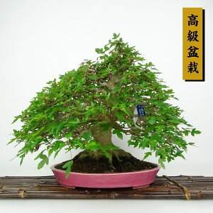~   25cm  ~ Acer JGf gt JGf t Ϗܗp i