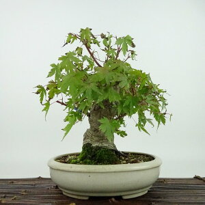 ~ gt  18cm ݂ Acer palmatum ~W JGf t Ϗܗp i i