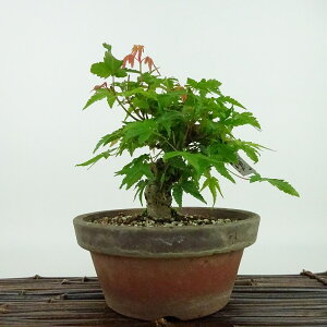 ~ gt  14cm ݂ Acer palmatum ~W JGf t Ϗܗp i i 